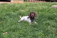 Max , a male German Shorthaired Pointer for sale in Sunbury, PA – Photo 2 of 3