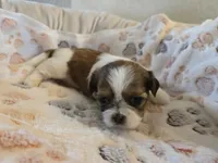 Lucy, a female Shih Tzu for sale in Windermere, FL – 6 of 8