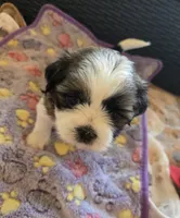 Suki, a female Shih Tzu for sale in Windermere, FL – 2 of 6
