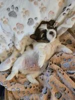 Otis , a male Shih Tzu for sale in Windermere, FL – 4 of 4