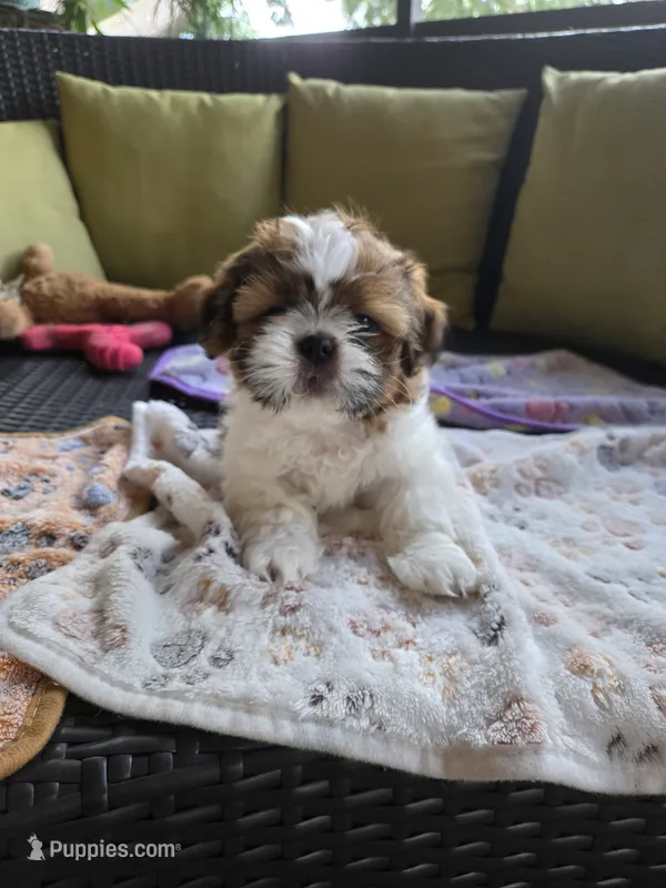 Otis  – Shih Tzu puppy for sale in Windermere, FL