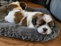Otis , a male Shih Tzu for sale in Windermere, FL – 2 of 4