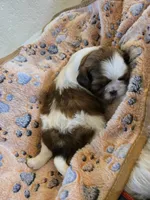 Luna, a female Shih Tzu for sale in Windermere, FL – 2 of 4