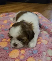Luna, a female Shih Tzu for sale in Windermere, FL – 3 of 4