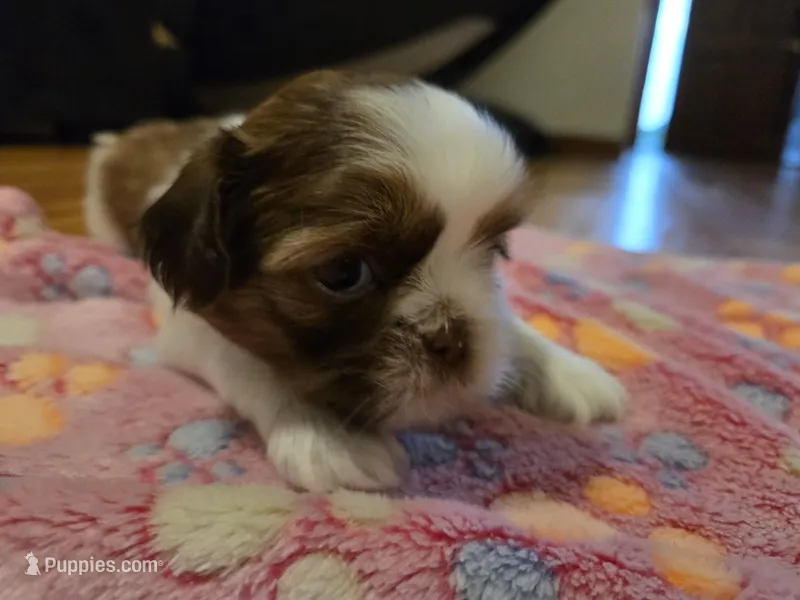 Luna – Shih Tzu puppy for sale in Windermere, FL