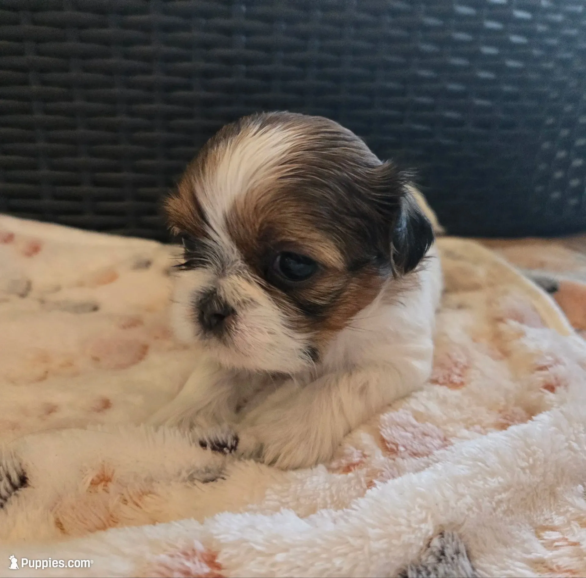 Lucy, a female Shih Tzu for sale in Windermere, FL – 1 of 8