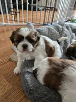 Otis , a male Shih Tzu for sale in Windermere, FL – 1 of 4