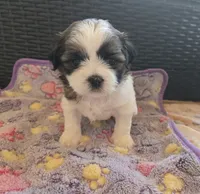 Suki, a female Shih Tzu for sale in Windermere, FL – 3 of 6