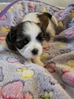 Suki, a female Shih Tzu for sale in Windermere, FL – 4 of 6