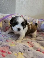 Suki, a female Shih Tzu for sale in Windermere, FL – 6 of 6