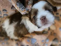 Luna, a female Shih Tzu for sale in Windermere, FL – 4 of 4