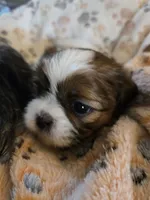 Otis , a male Shih Tzu for sale in Windermere, FL – 3 of 4