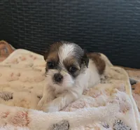 Lucy, a female Shih Tzu for sale in Windermere, FL – 4 of 8