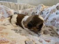 Lucy, a female Shih Tzu for sale in Windermere, FL – 7 of 8
