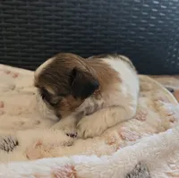 Lucy, a female Shih Tzu for sale in Windermere, FL – 2 of 8