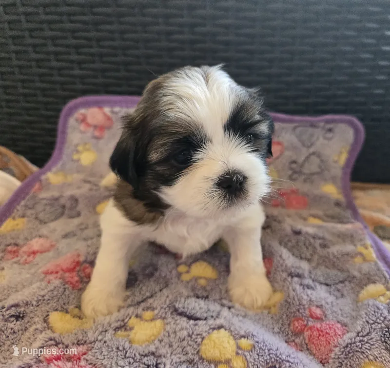 Suki – Shih Tzu puppy for sale in Windermere, FL