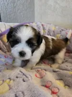Suki, a female Shih Tzu for sale in Windermere, FL – 5 of 6