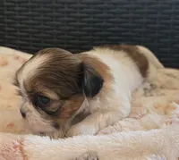Lucy, a female Shih Tzu for sale in Windermere, FL – 8 of 8