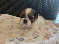 Lucy, a female Shih Tzu for sale in Windermere, FL – 5 of 8