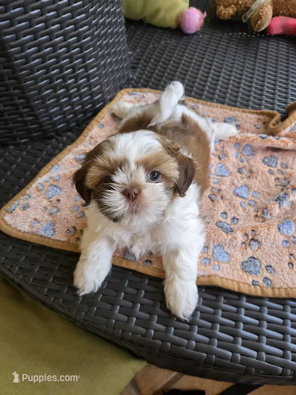 Luna – Shih Tzu puppy for sale in Windermere, FL
