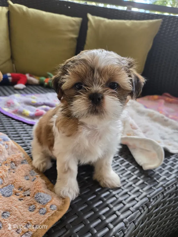 Lucy – Shih Tzu puppy for sale in Windermere, FL
