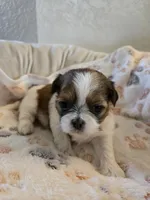 Lucy, a female Shih Tzu for sale in Windermere, FL – 3 of 8