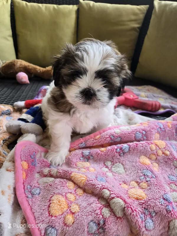 Suki – Shih Tzu puppy for sale in Windermere, FL