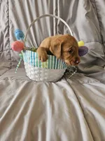 (Prodigy) American FoxRed Labrador Male, a male Labrador Retriever for sale in Buffalo, NY – Photo 7 of 8