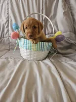 (Prodigy) American FoxRed Labrador Male, a male Labrador Retriever for sale in Buffalo, NY – Photo 4 of 8