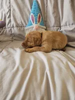 (Prodigy) American FoxRed Labrador Male, a male Labrador Retriever for sale in Buffalo, NY – Photo 2 of 8