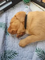 (Prodigy) American FoxRed Labrador Male, a male Labrador Retriever for sale in Buffalo, NY – Photo 8 of 8