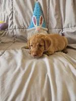 (Prodigy) American FoxRed Labrador Male, a male Labrador Retriever for sale in Buffalo, NY – Photo 1 of 8