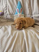 (Prodigy) American FoxRed Labrador Male, a male Labrador Retriever for sale in Buffalo, NY – Photo 3 of 8