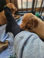 (Prodigy) American FoxRed Labrador Male, a male Labrador Retriever for sale in Buffalo, NY – Photo 6 of 8