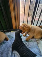 (Prodigy) American FoxRed Labrador Male, a male Labrador Retriever for sale in Buffalo, NY – Photo 5 of 8