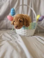 (Foxy) Blue Collar American FoxRed Labrador , a female Labrador Retriever for sale in Buffalo, NY – Photo 7 of 9