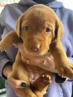 (Foxy) Blue Collar American FoxRed Labrador , a female Labrador Retriever for sale in Buffalo, NY – Photo 8 of 9