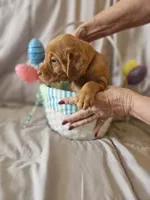 (Foxy) Blue Collar American FoxRed Labrador , a female Labrador Retriever for sale in Buffalo, NY – Photo 6 of 9