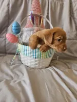 (Foxy) Blue Collar American FoxRed Labrador , a female Labrador Retriever for sale in Buffalo, NY – Photo 4 of 9