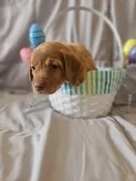 (Foxy) Blue Collar American FoxRed Labrador , a female Labrador Retriever for sale in Buffalo, NY – Photo 2 of 9