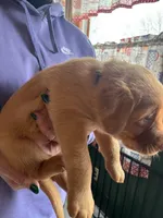 (Foxy) Blue Collar American FoxRed Labrador , a female Labrador Retriever for sale in Buffalo, NY – Photo 9 of 9