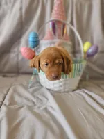 (Foxy) Blue Collar American FoxRed Labrador , a female Labrador Retriever for sale in Buffalo, NY – Photo 5 of 9