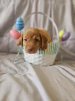 (Foxy) Blue Collar American FoxRed Labrador , a female Labrador Retriever for sale in Buffalo, NY – Photo 3 of 9