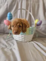 (Foxy) Blue Collar American FoxRed Labrador , a female Labrador Retriever for sale in Buffalo, NY – Photo 1 of 9