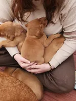 (Beatrix) Brown collar American FoxRed , a female Labrador Retriever for sale in Buffalo, NY – Photo 8 of 8