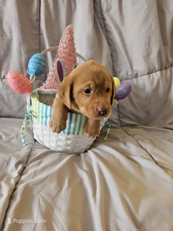 (Beatrix) Brown collar American FoxRed  – Labrador Retriever puppy for sale in Buffalo, NY