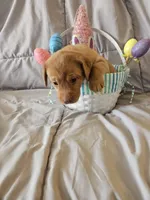 (Beatrix) Brown collar American FoxRed , a female Labrador Retriever for sale in Buffalo, NY – Photo 4 of 8