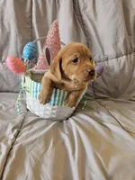 (Beatrix) Brown collar American FoxRed , a female Labrador Retriever for sale in Buffalo, NY – Photo 3 of 8