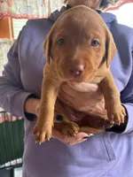 (Beatrix) Brown collar American FoxRed , a female Labrador Retriever for sale in Buffalo, NY – Photo 6 of 8