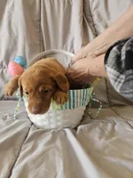 (Beatrix) Brown collar American FoxRed , a female Labrador Retriever for sale in Buffalo, NY – Photo 2 of 8